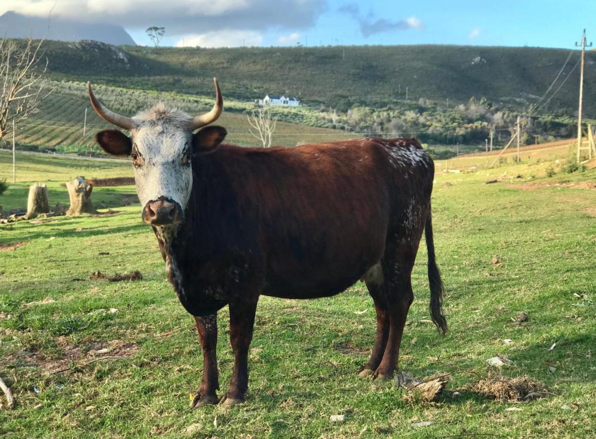 Kleine Vrede Farm Cottage Hermanus Εξωτερικό φωτογραφία