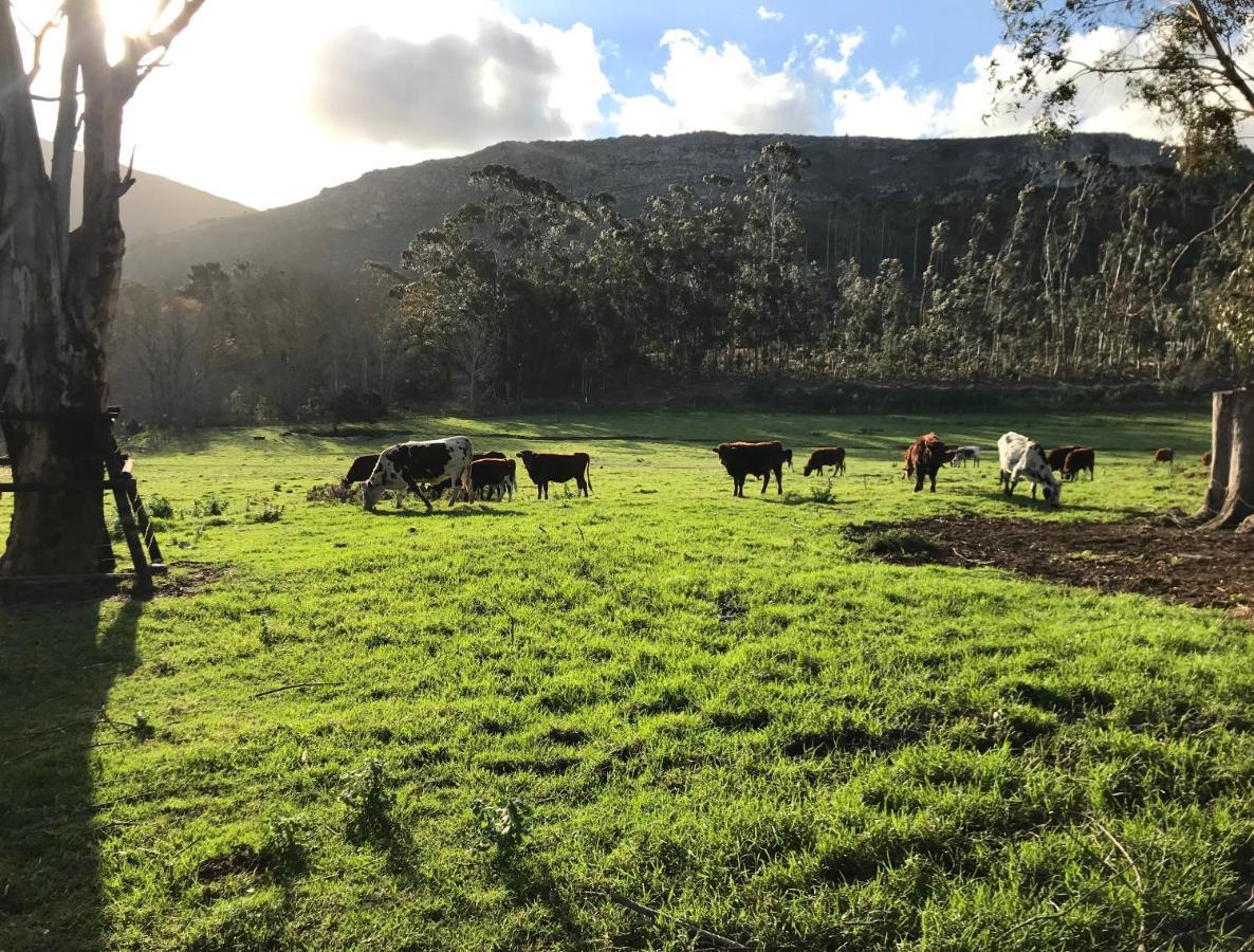 Kleine Vrede Farm Cottage Hermanus Εξωτερικό φωτογραφία
