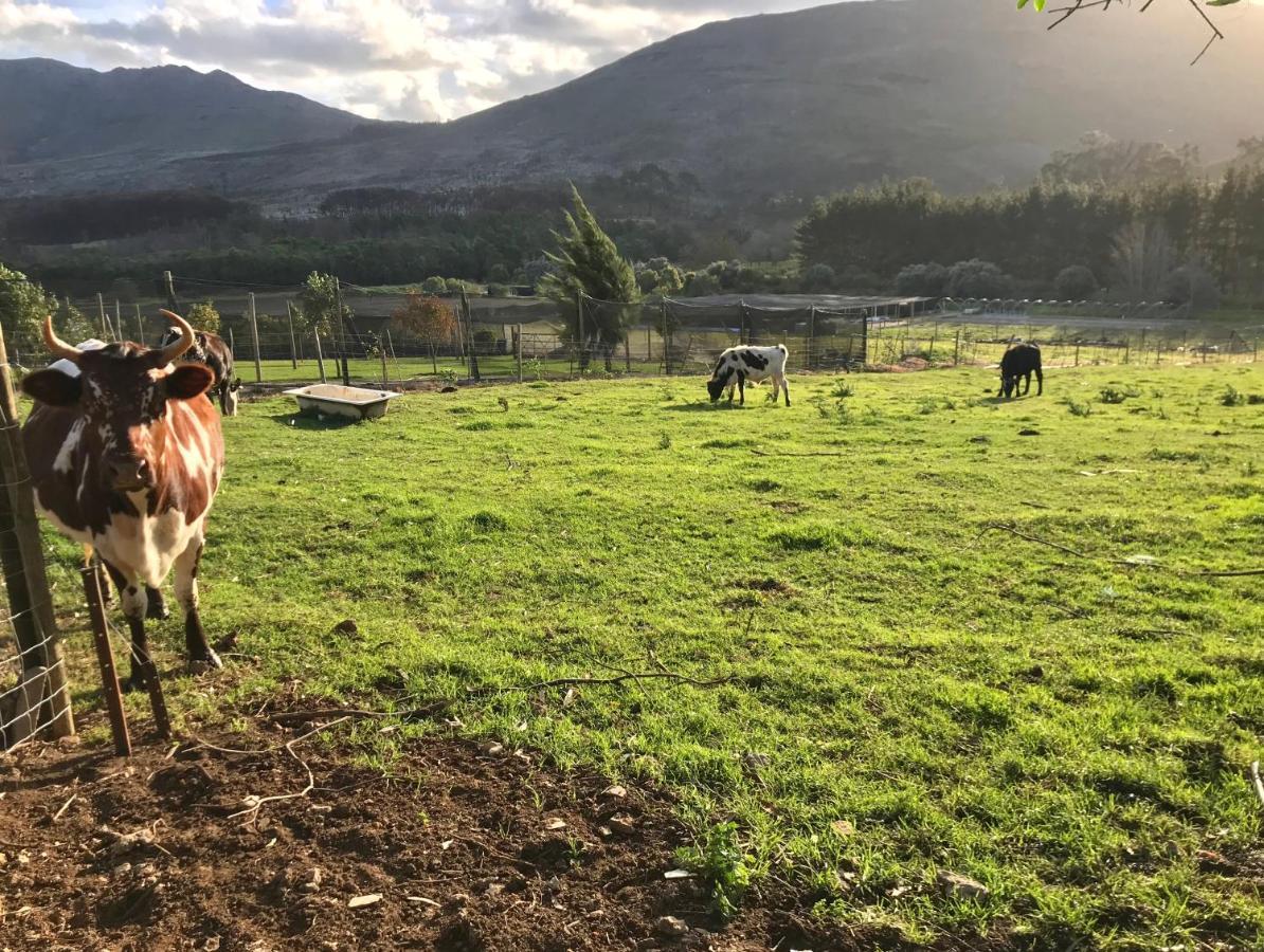 Kleine Vrede Farm Cottage Hermanus Εξωτερικό φωτογραφία