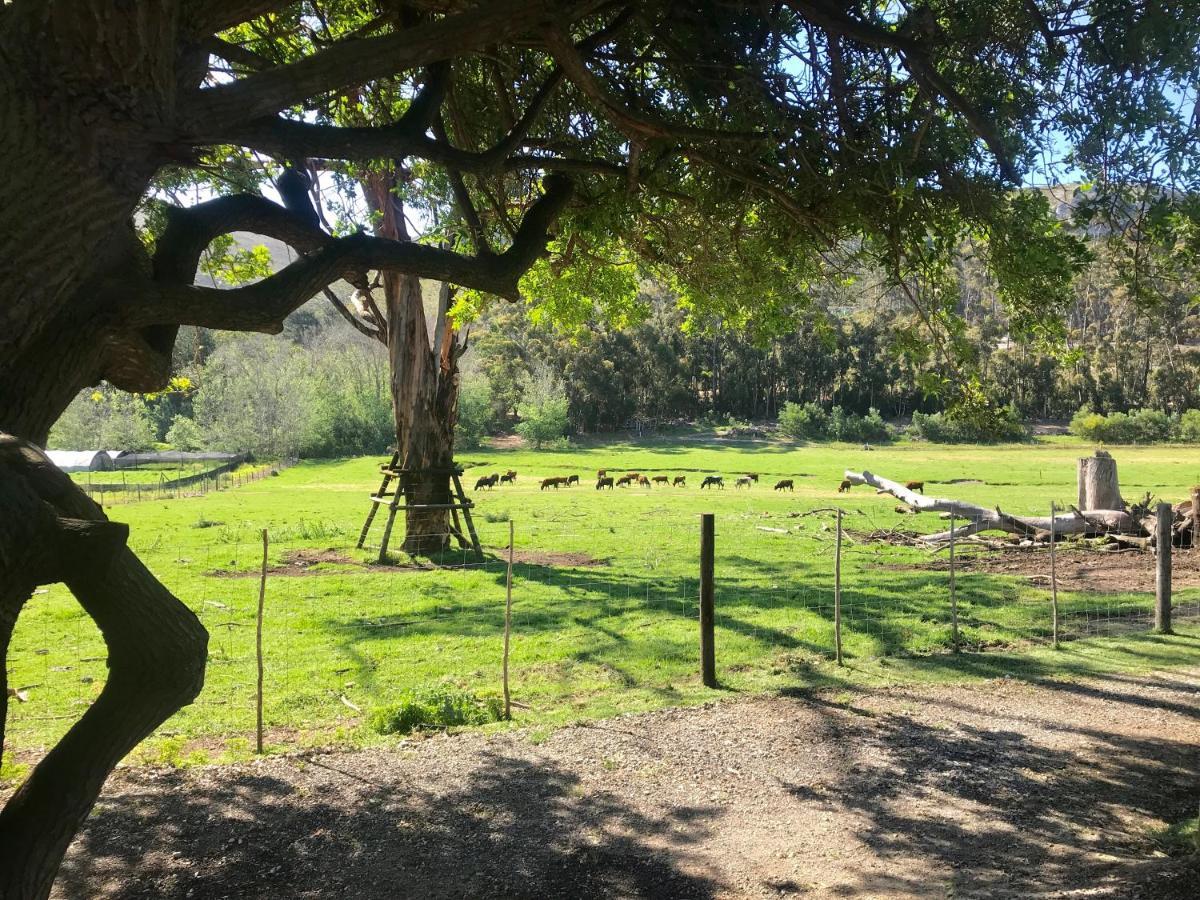 Kleine Vrede Farm Cottage Hermanus Εξωτερικό φωτογραφία